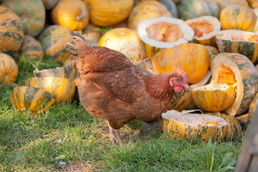 Do Pumpkins Seeds Stop Worms in Chickens Backyard Poultry
